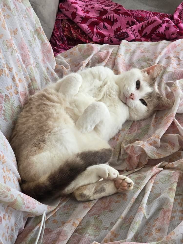 Les chats de Nadia