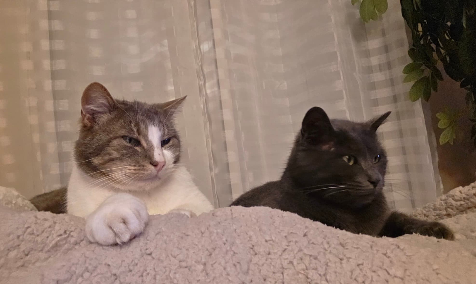 Les chats de Nadia
