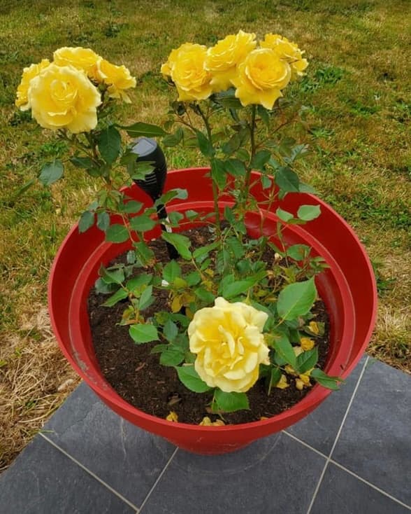 Jardin de Nadia